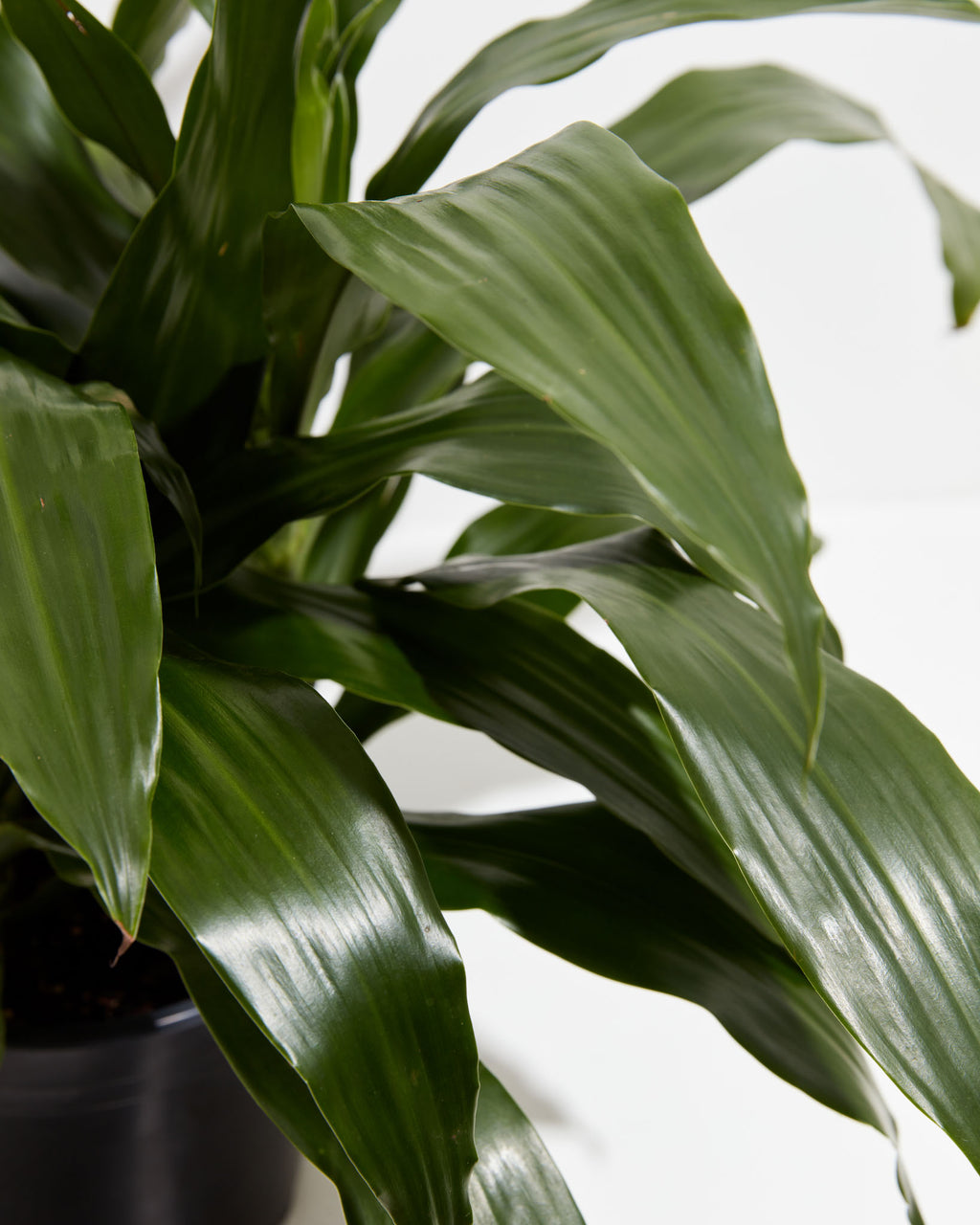 dracaena janet craig plant