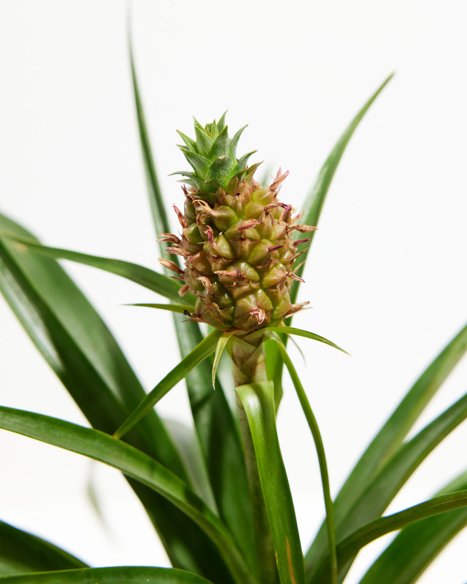 Pineapple Plant with Fruit