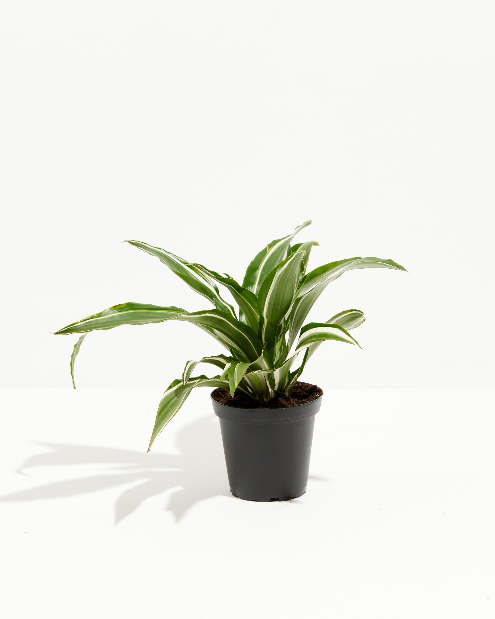 pl dracaneacanewarnekiiwhitebird 4IN po grower