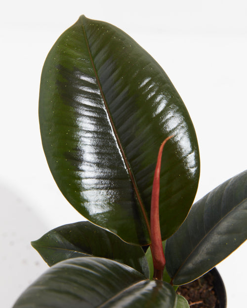 Buy Rubber Tree, Rubber Plant, Ficus elastica (Small) - Plant