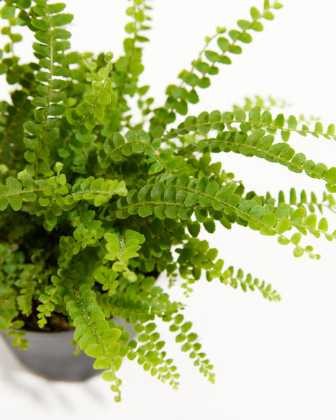 Lemon Button Fern