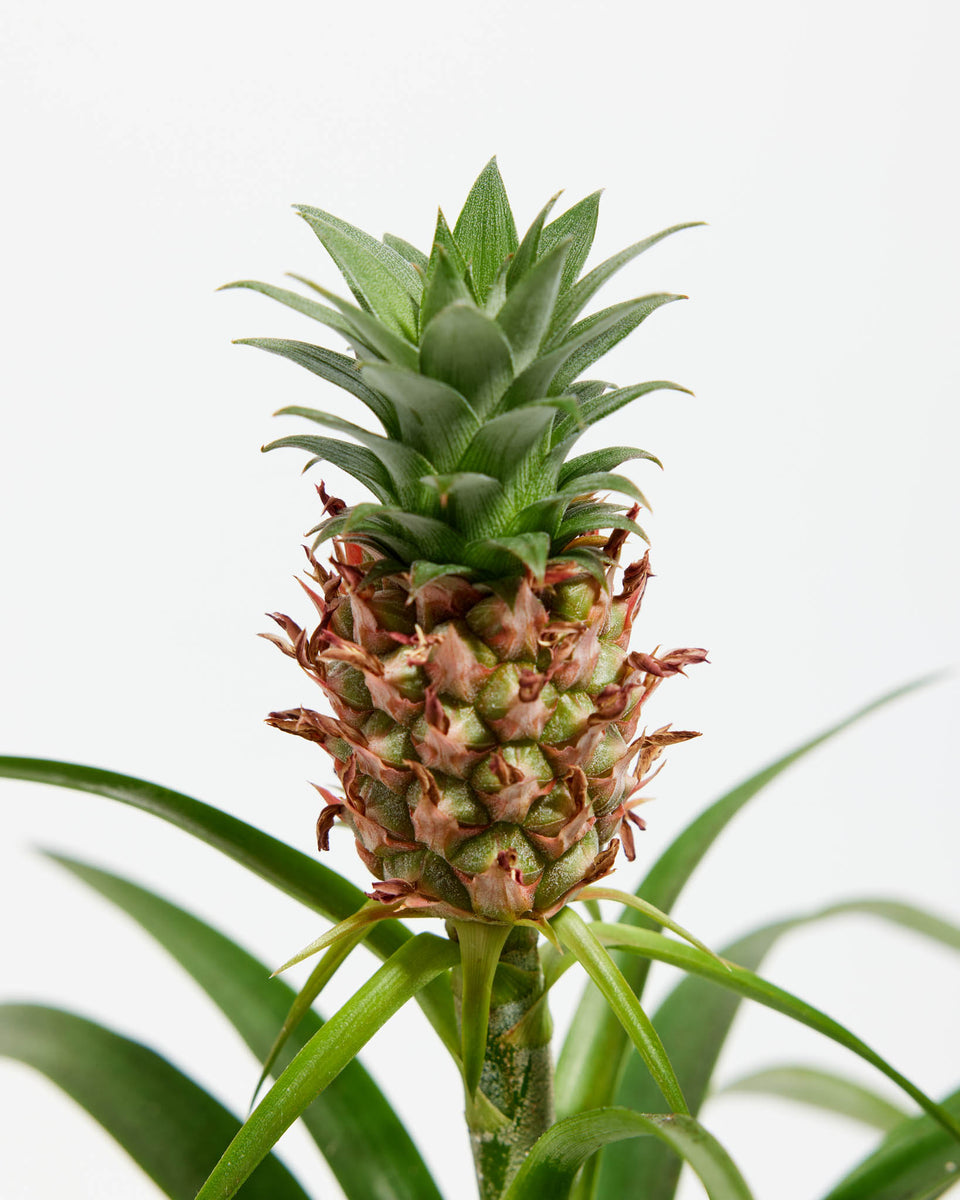 Pineapple Plant with Fruit