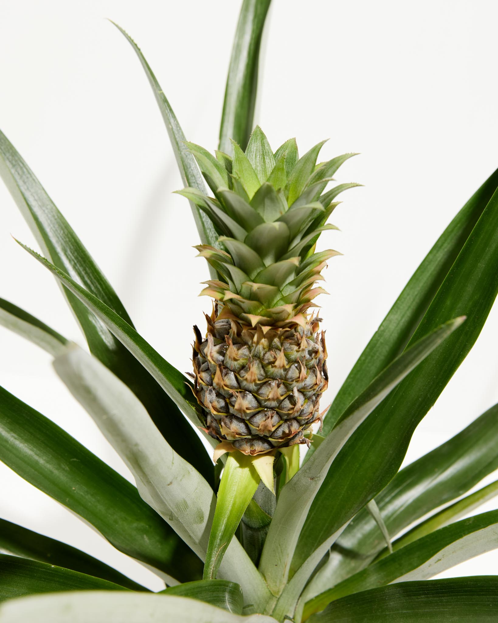 Geduld Temmen Nationale volkstelling Pineapple Plant with Fruit | Tropical Plants | Lively Root