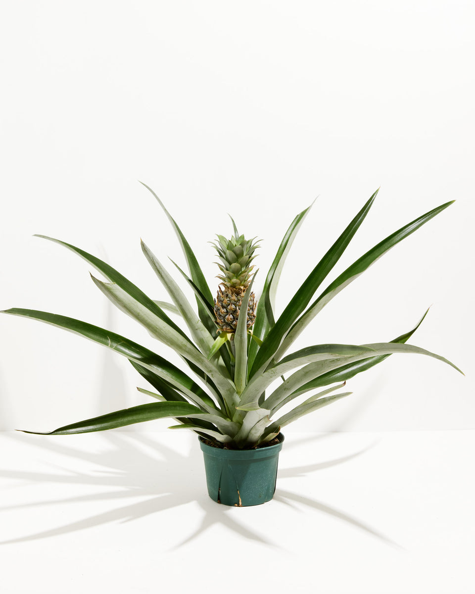 Pineapple Plant with Fruit