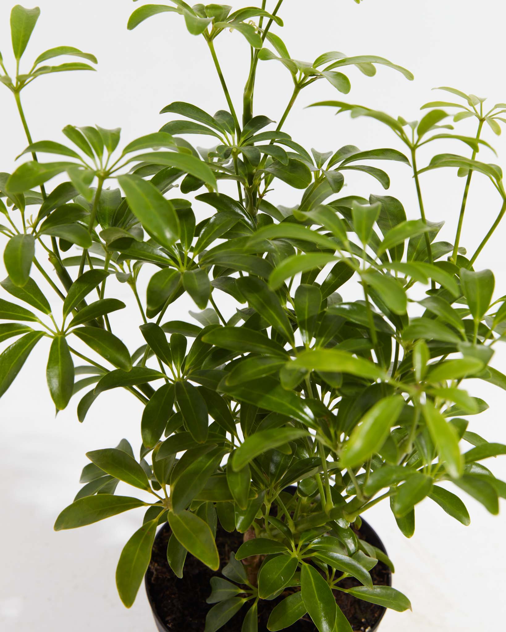 Umbrella Tree | Mini Schefflera Arboricola | Table Plants | Lively Root