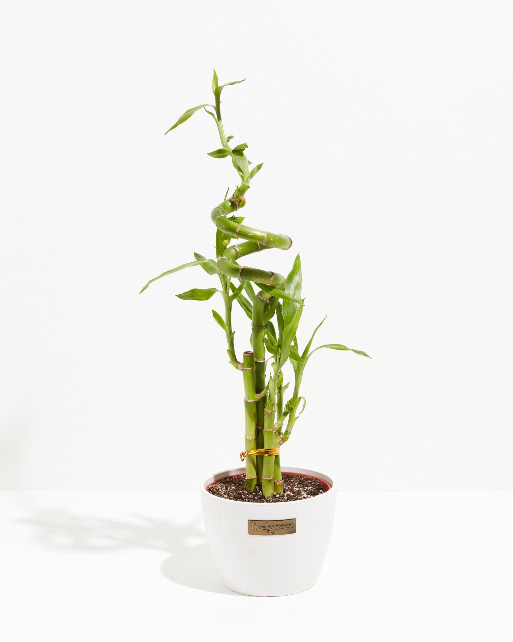 Lucky Bamboo Stalks, Lucky Bamboo Arrangements and Accessories