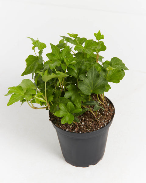 Clover Leaf Ivy, Hanging Plants, Vines