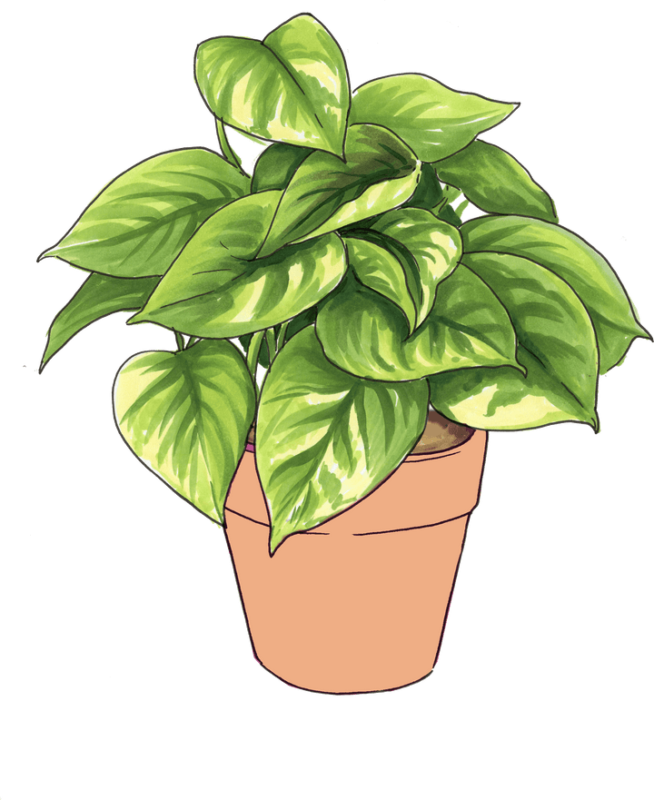 Buy Potted Easy Peasy Collection — Indoor Plant Trio