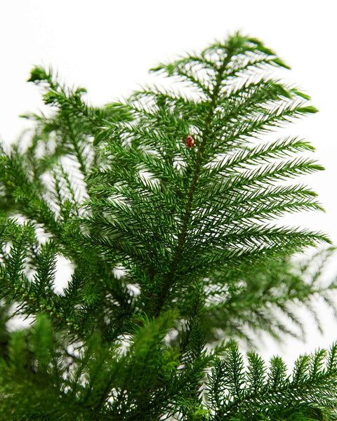 Mini Christmas Tree  Norfolk Island Pine - PlantingTree