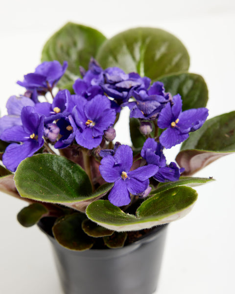 african violet