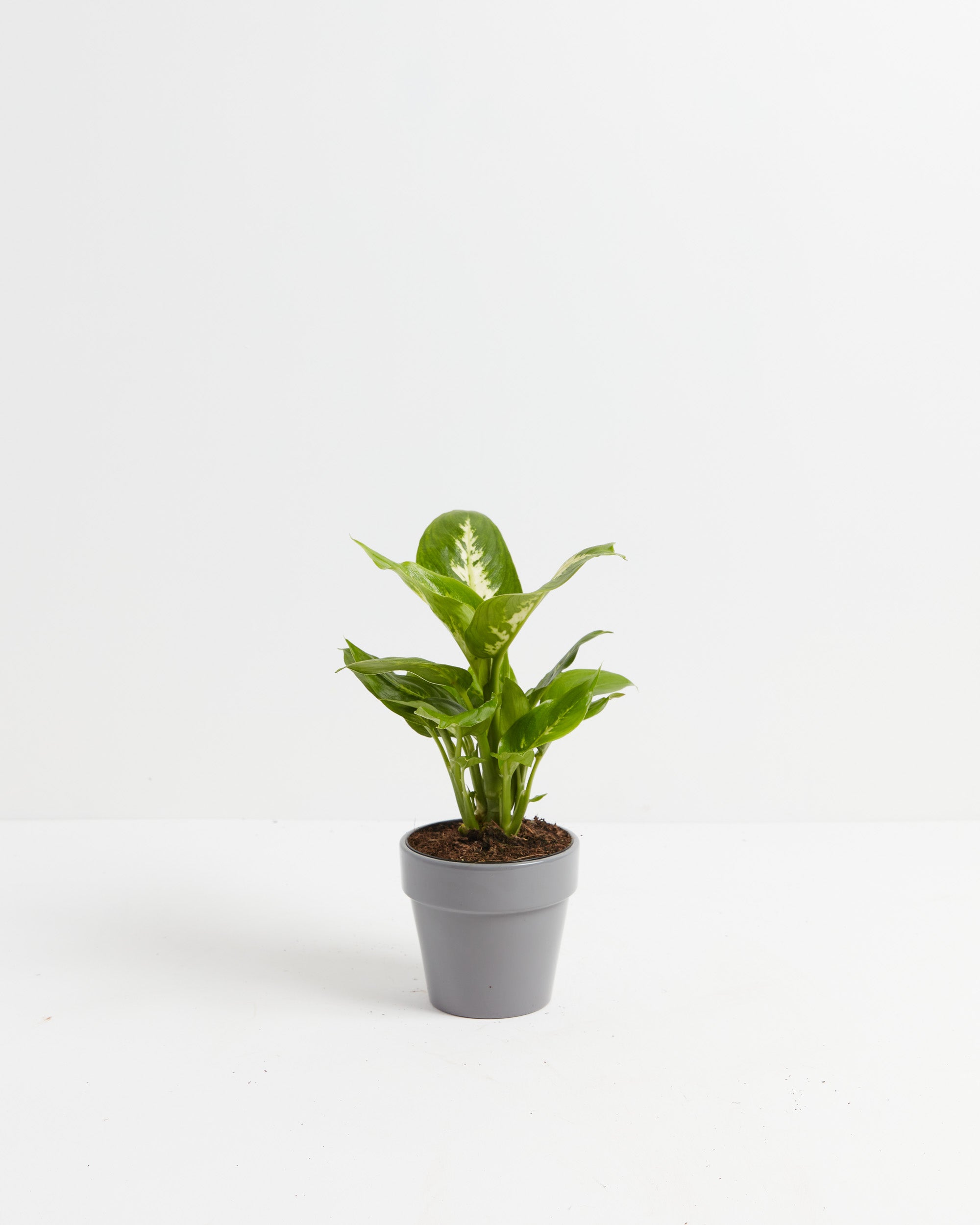 Dieffenbachia Carina | Indoor Lively Root