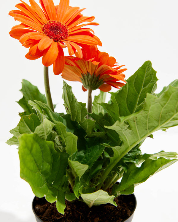 Daisy Premier Orange Brilliant Orange Blooming Plant | Lively Root