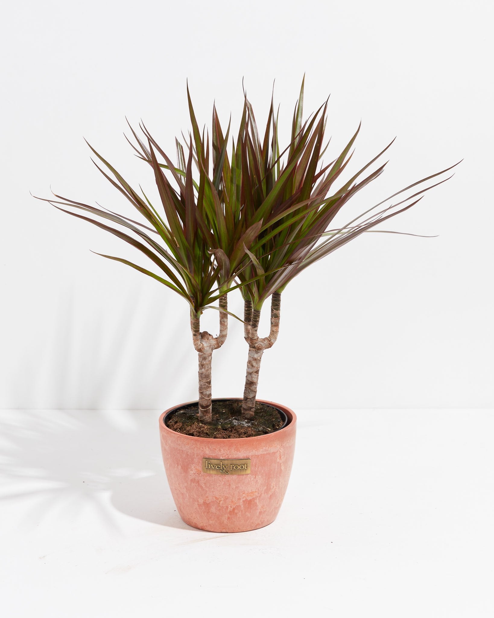 Dracaena Magenta Indoor Plants | Lively Root
