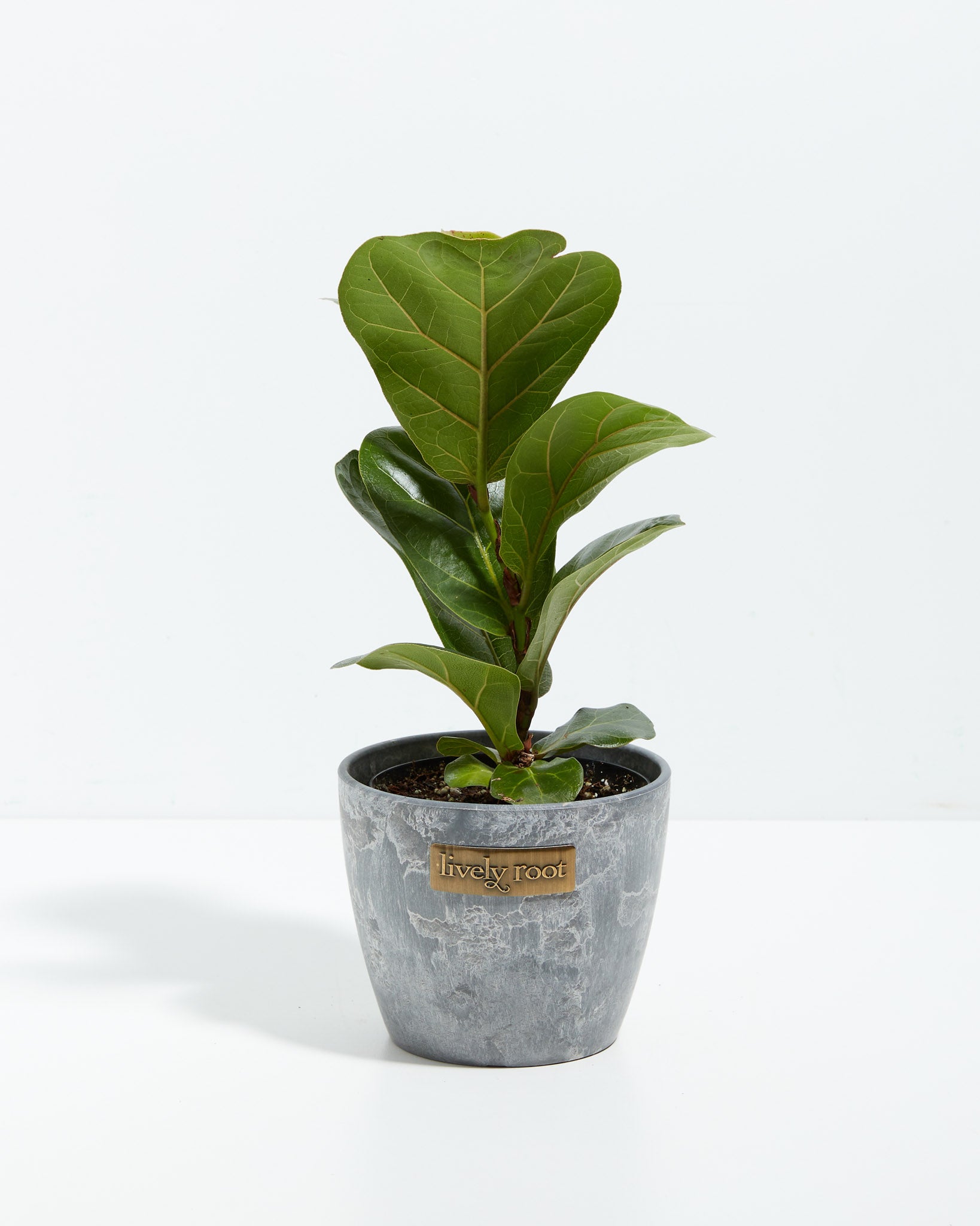 Fiddle Leaf Fig Tree Plant (Ficus Lyrata) With Large Options