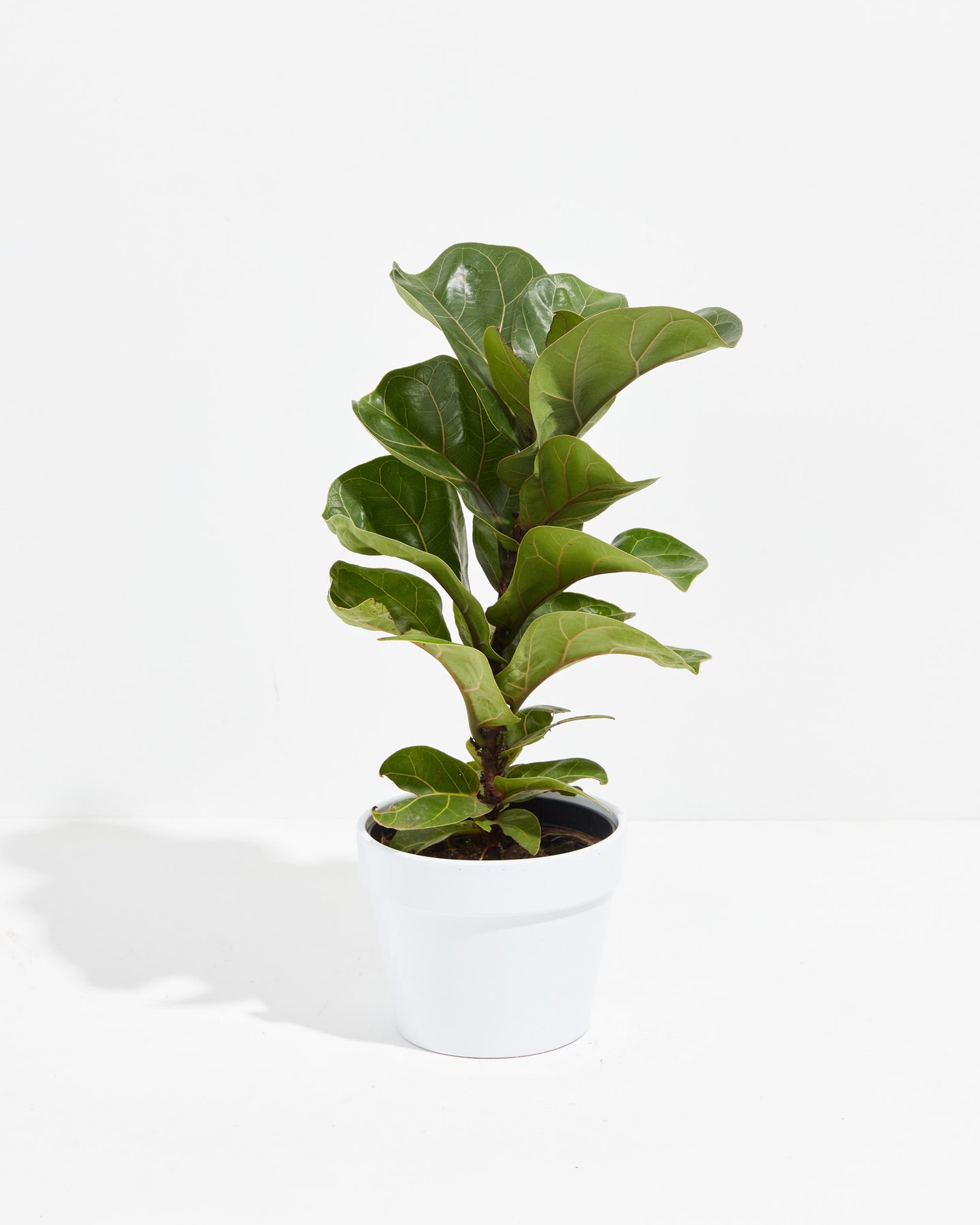 Fiddle Leaf Fig Tree Plant (Ficus Lyrata) With Large Options | Lively Root