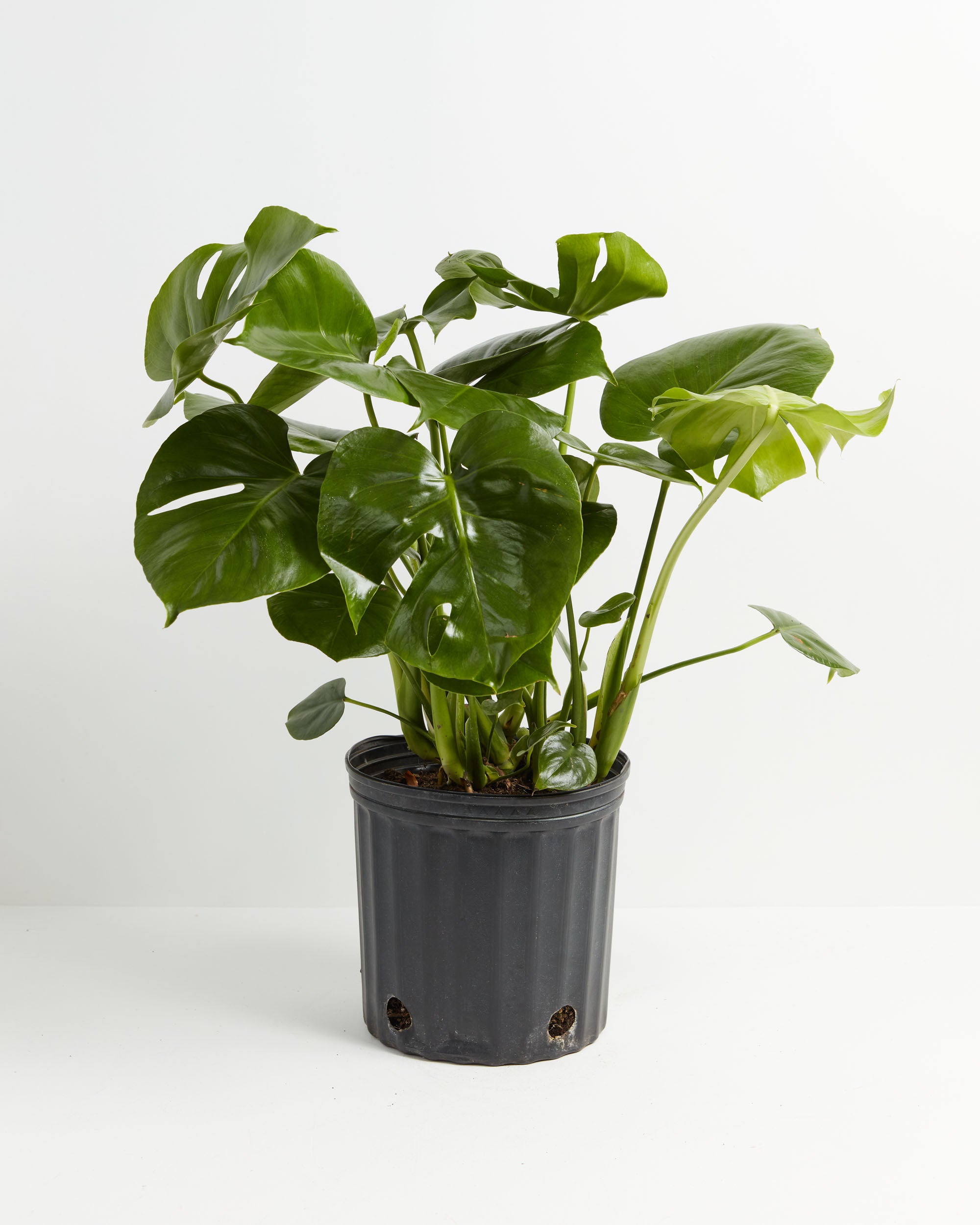 SPLIT LEAF PHILODENDRON 10 POT - Oakland Nurseries