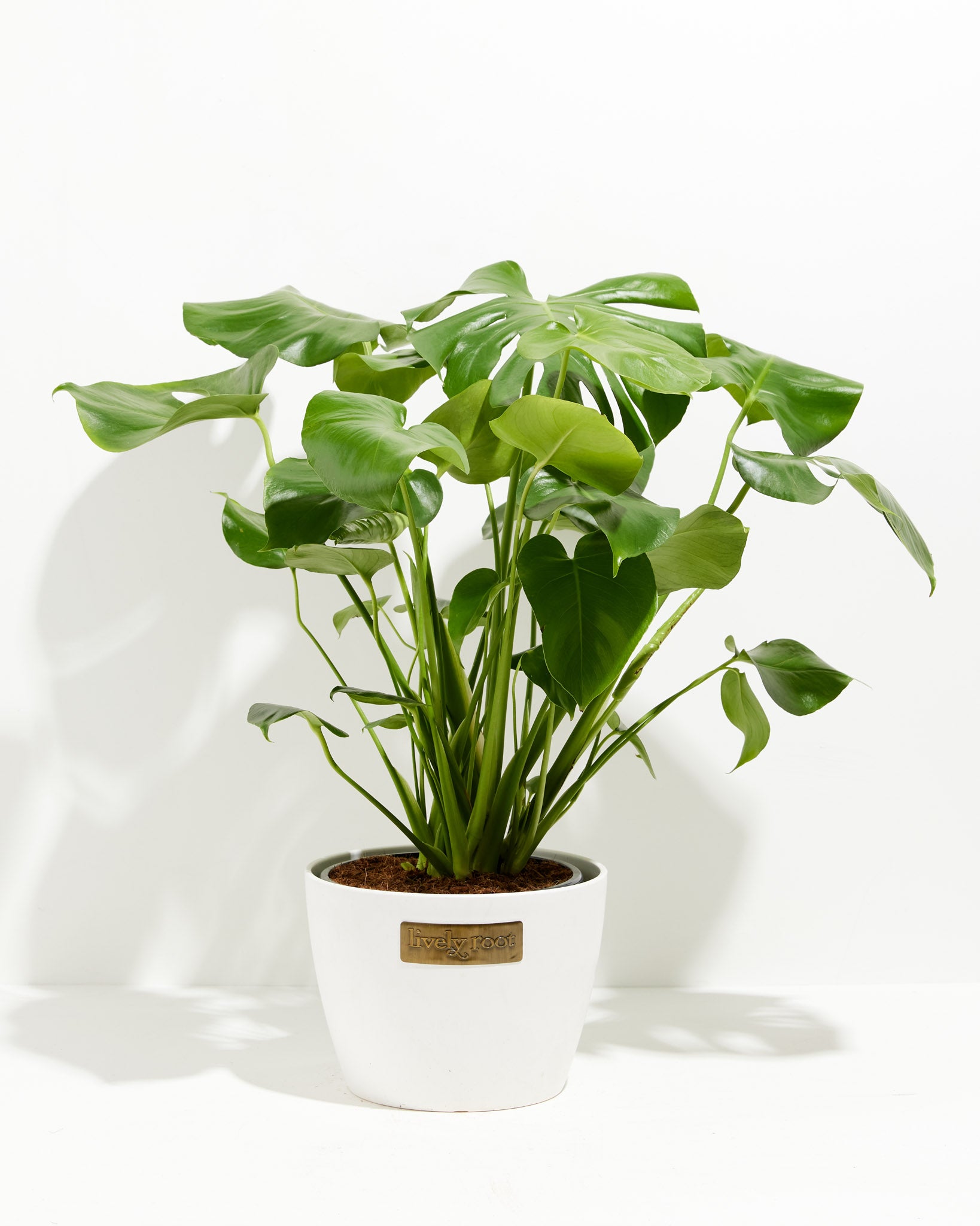 Monstera Deliciosa, Split-Leaf Philodendron – LV Plantas