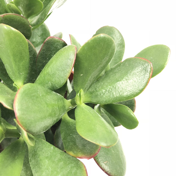 Jade Plant For Sale Including Large Full-Grown Options