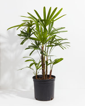 Lady Palm Tree Plant For Sale Including Care Guide