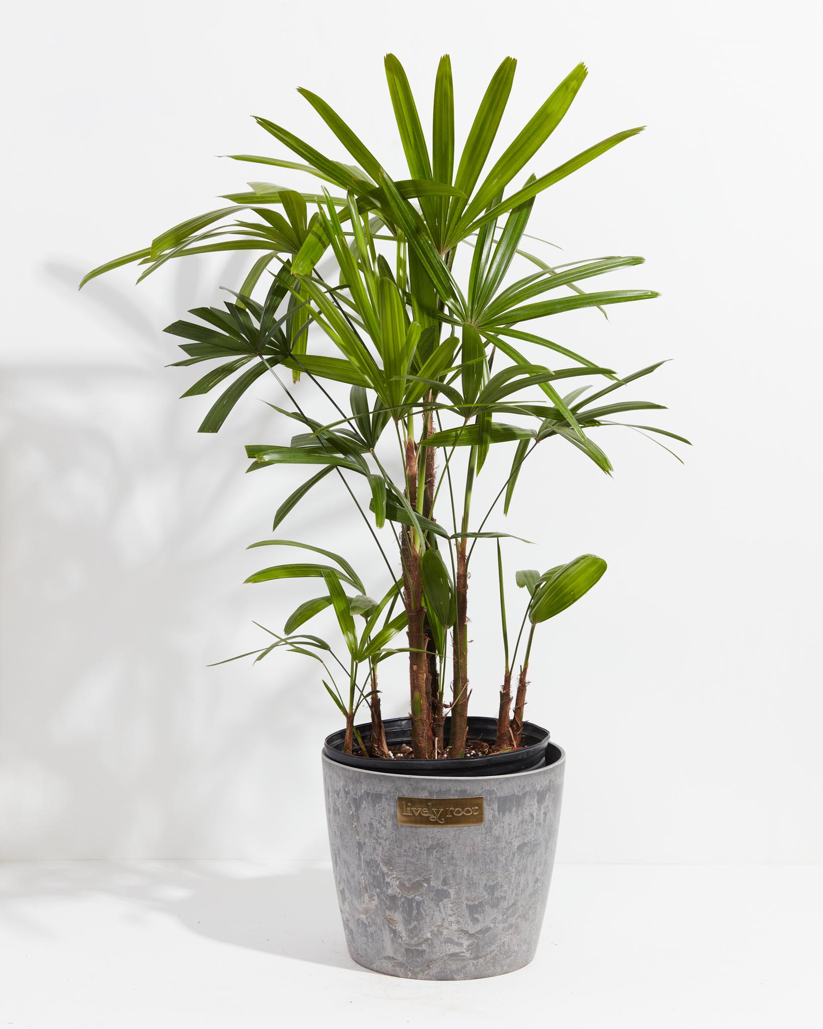 indoor lady palm