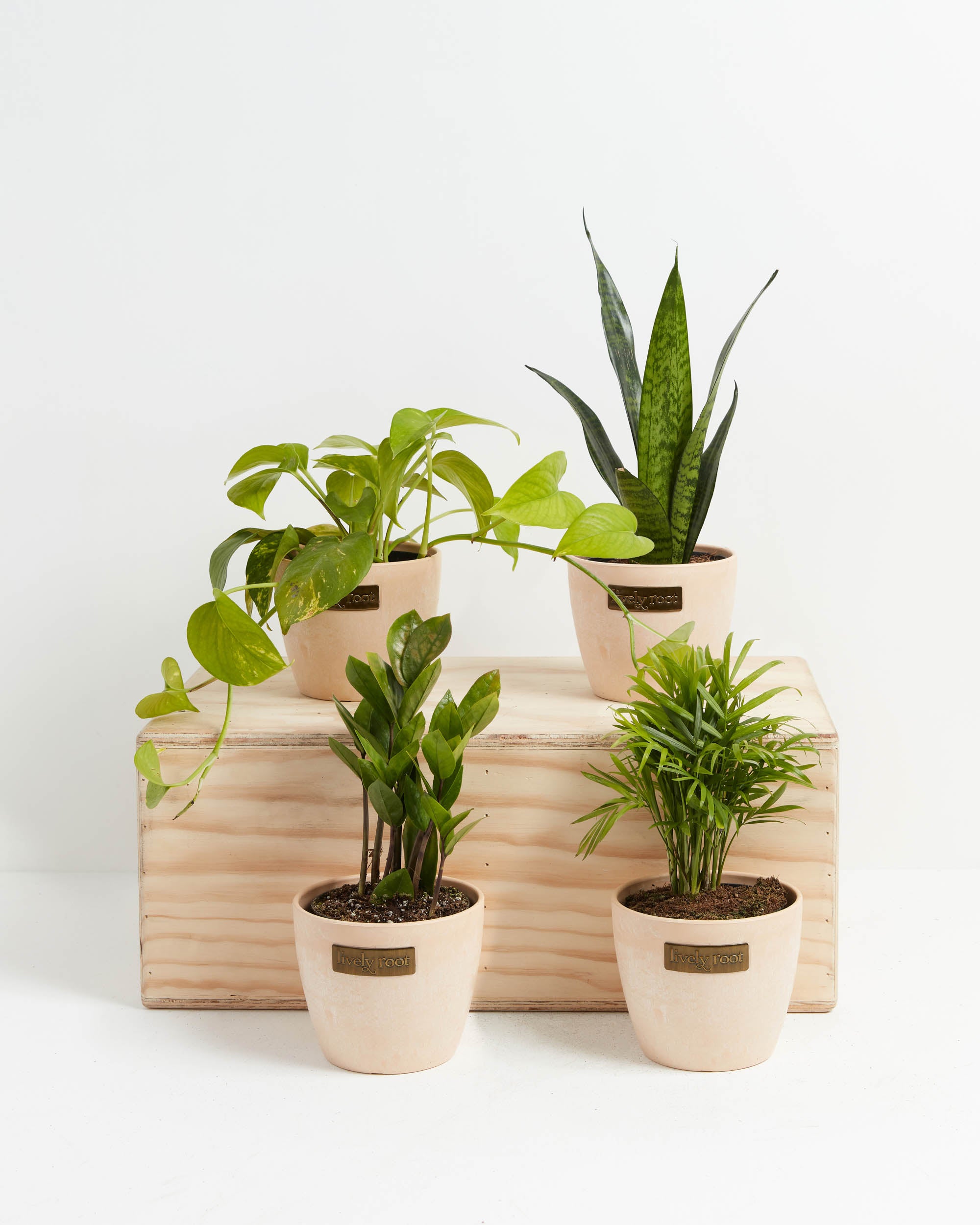 Cool Plant Gift Ideas to Gift Your Loved Ones - Winni - Celebrate Relations