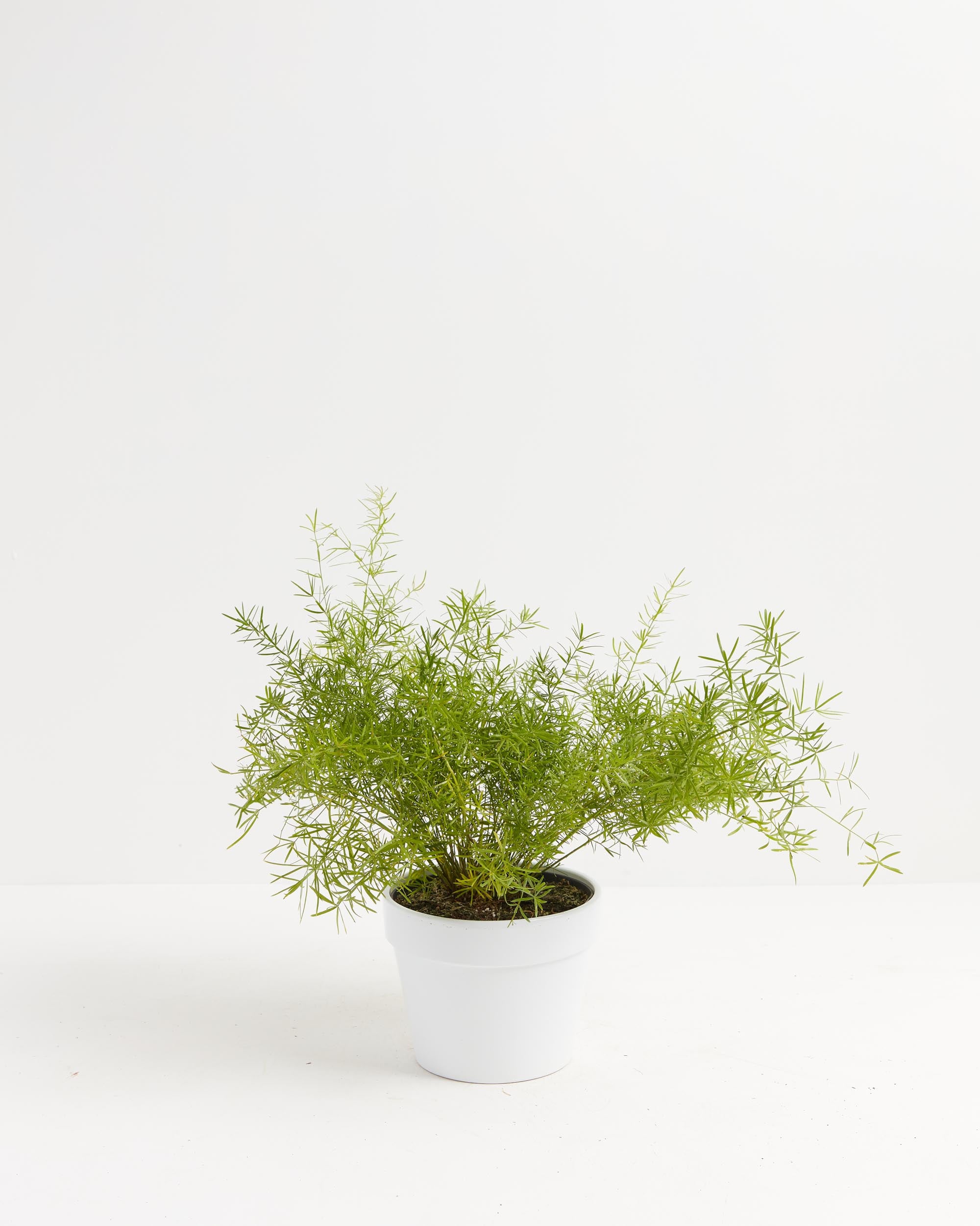 1 ASPARAGUS FERN EVERGREEN INDOOR HOUSE PLANT IN POT AIR FRESHENER OXYGEN  MAKER