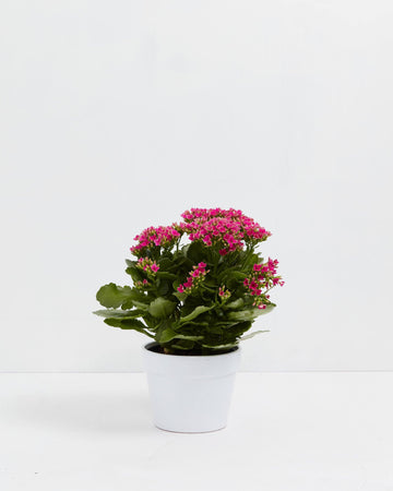 https://cdn.shopify.com/s/files/1/0068/4215/5090/t/115/assets/378dc3691bb5--kalanchoe-primary_360x.jpg?v=1622039893