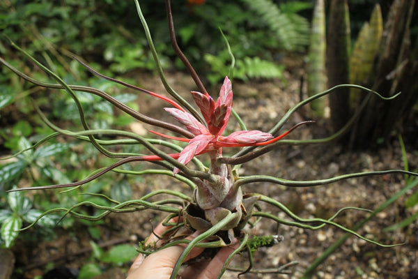 tillandsia bulbosa - airplants - piante aeree - R nel bosco