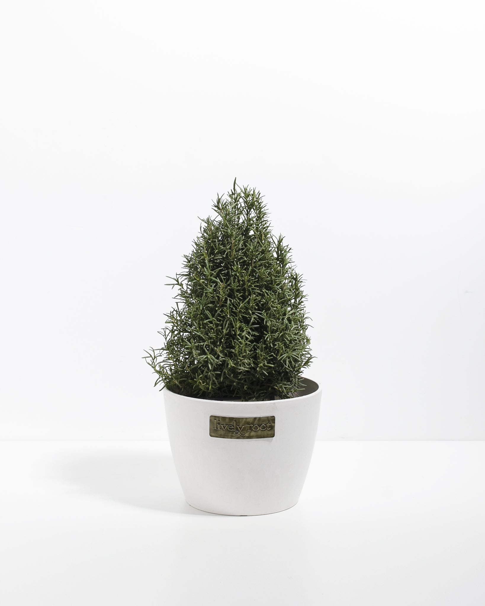 Rosemary Christmas Tree | Holiday Plants | Lively Root