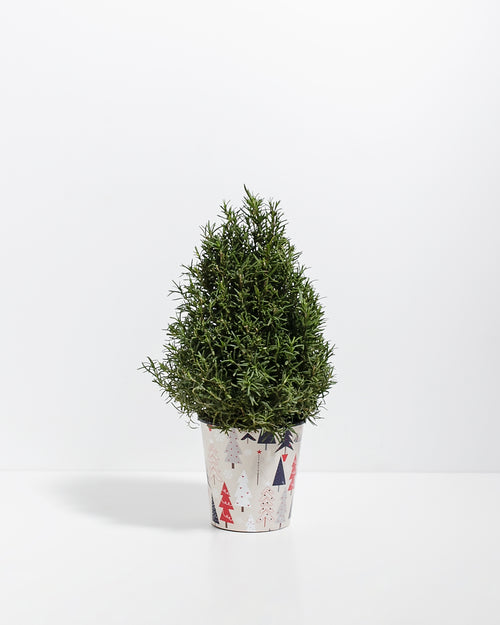 Rosemary Christmas Tree | Holiday Plants | Lively Root