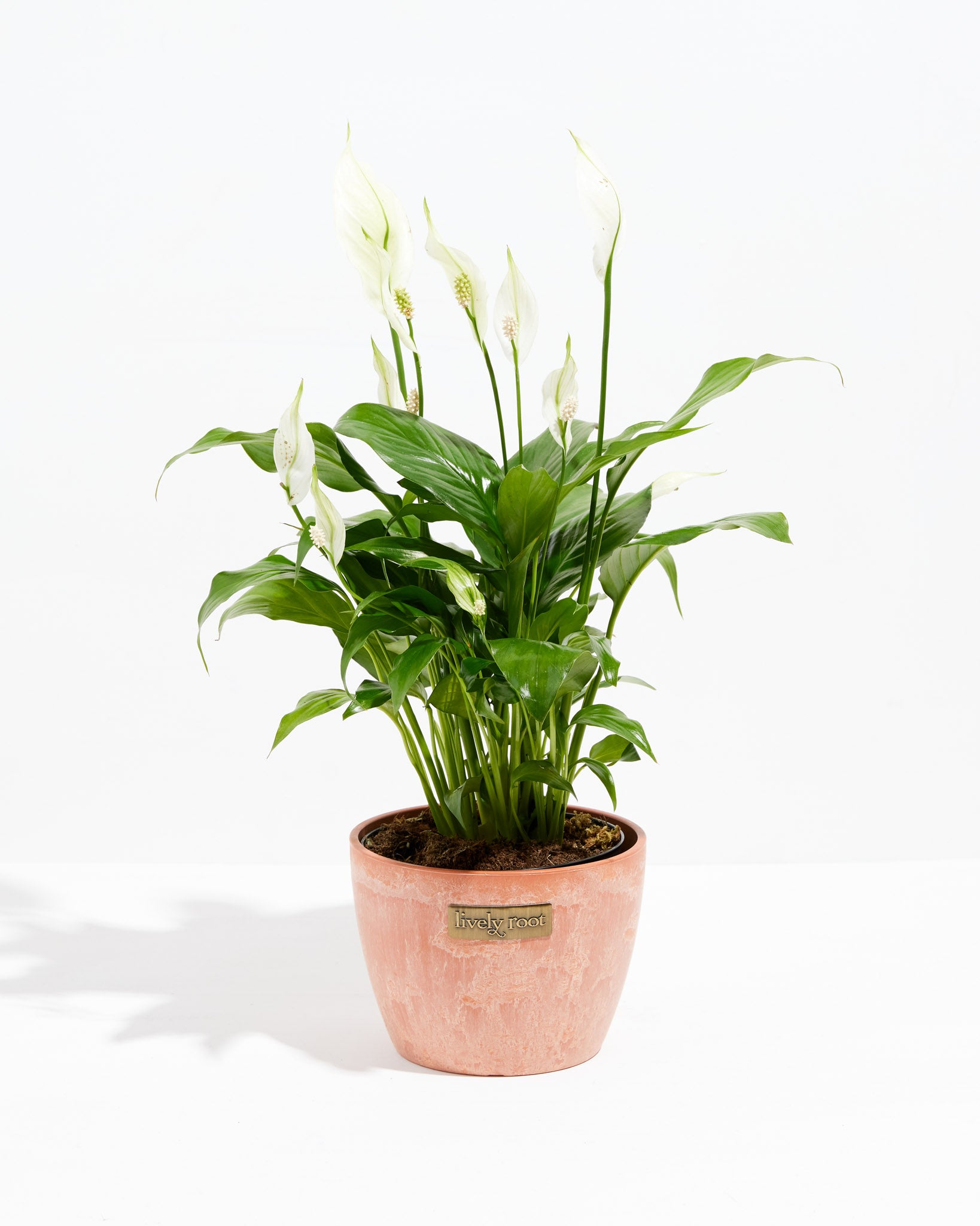 Peace Lily Plant For Sale (Spathiphyllum) & Mini Care Guide