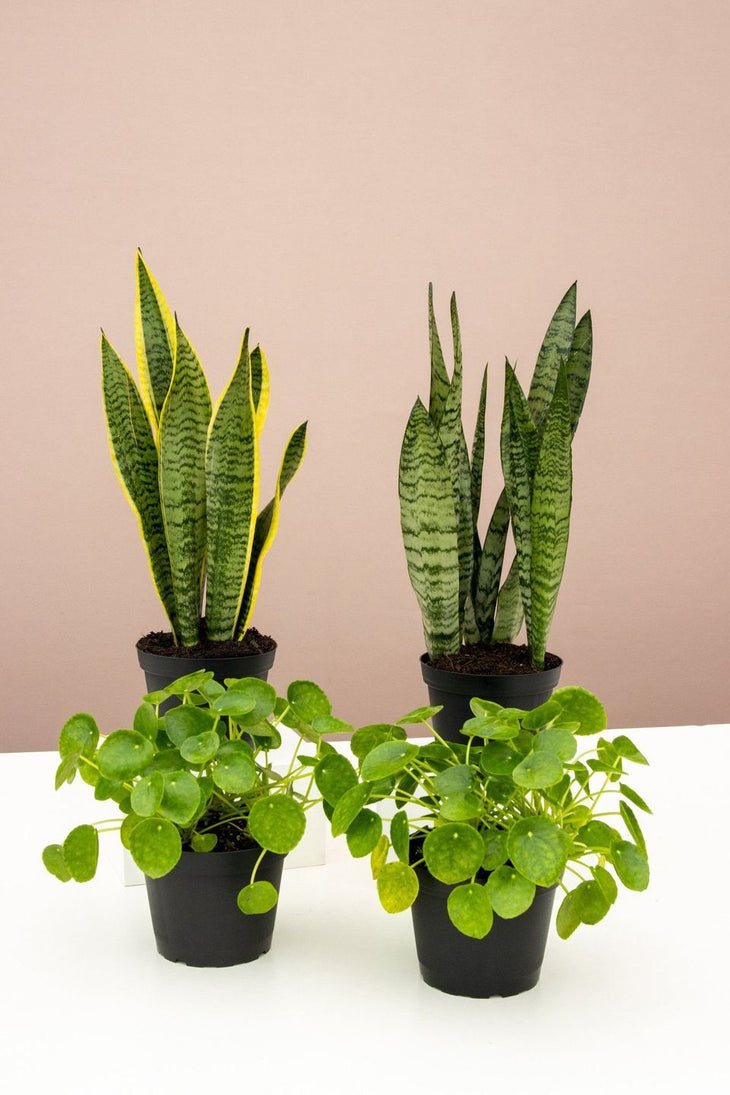 Snake & Money Plants | Indoor Plant Bundle Delivery | Lively Root