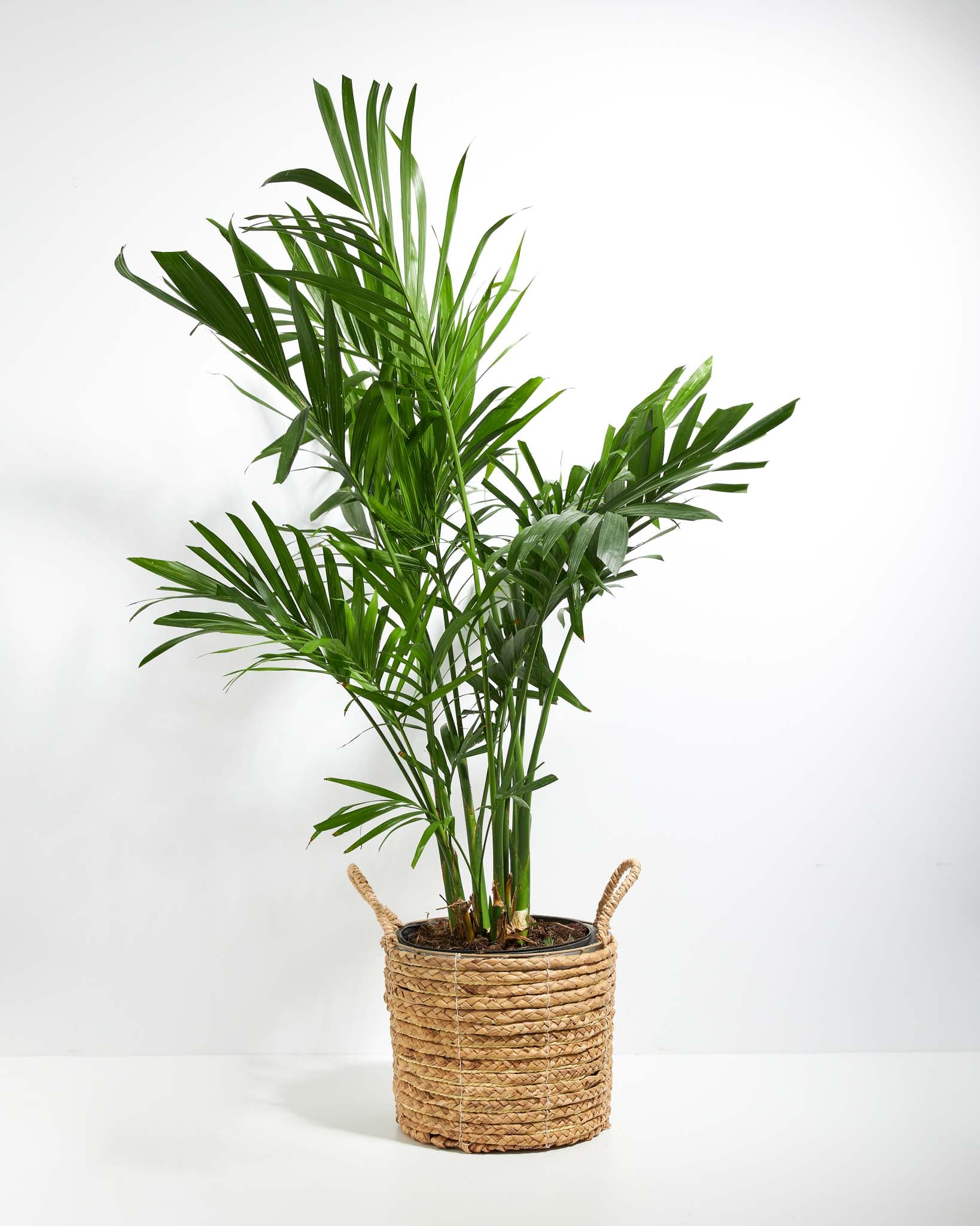 Ananiver Straat Boos Areca Palm | Indoor Plants | Lively Root