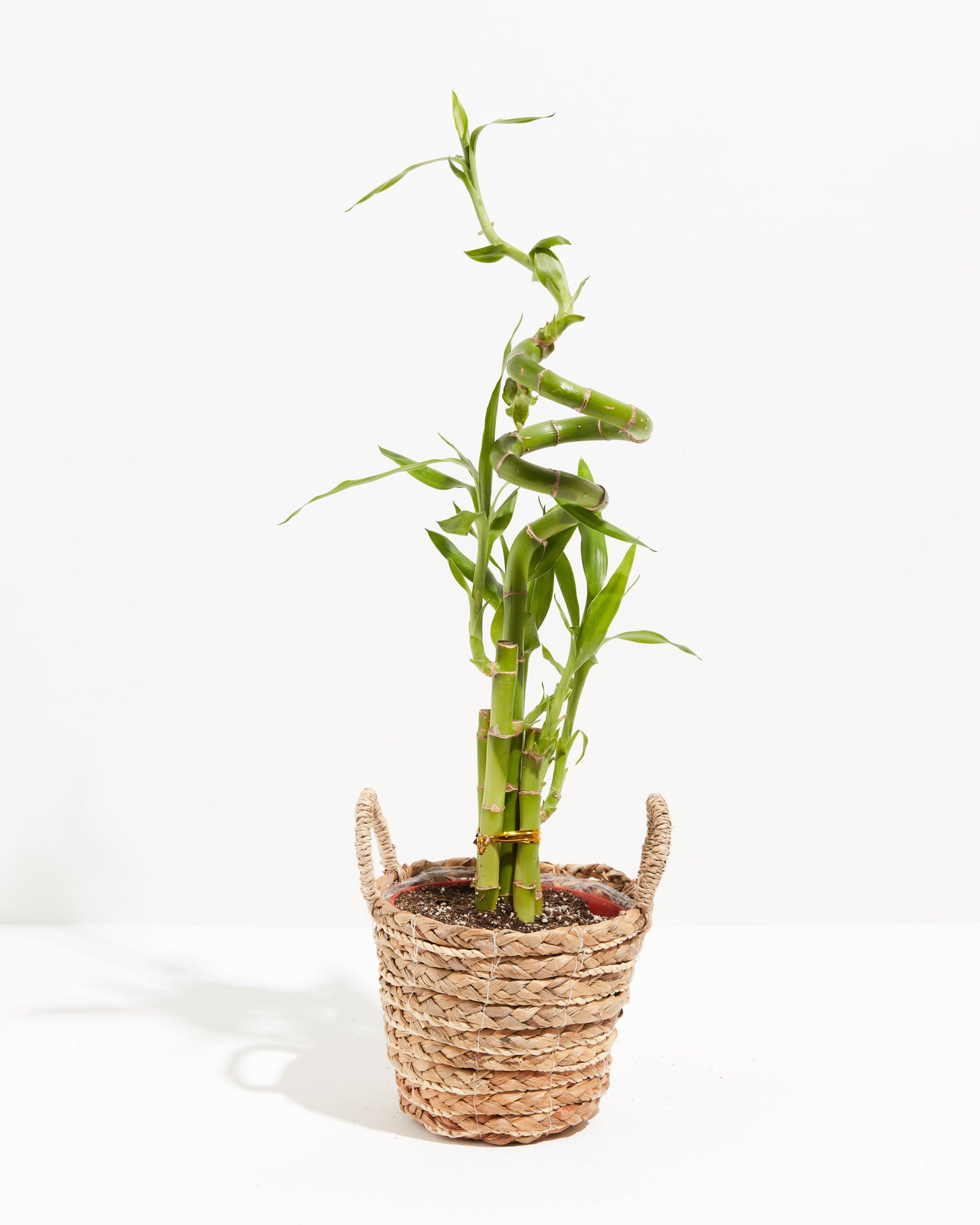 Buy/Send 2 Layer Bamboo Plant Christmas Wishes Online- FNP