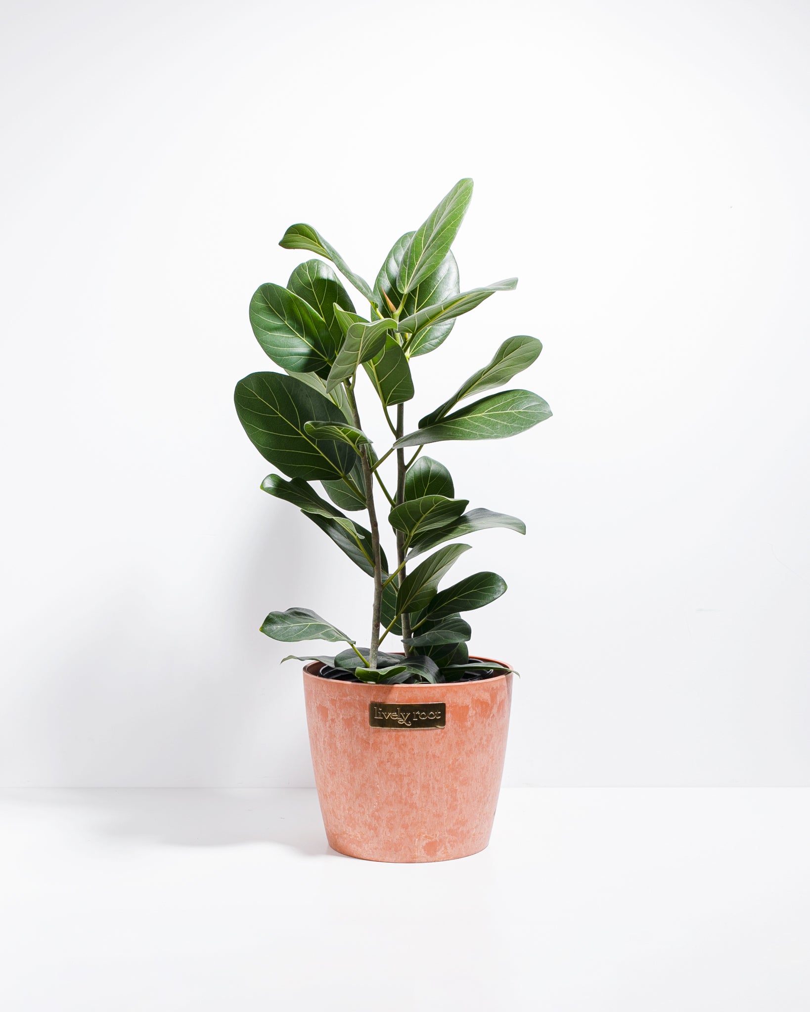 Ficus Audrey | Velvet Green Leaves | Lively Root