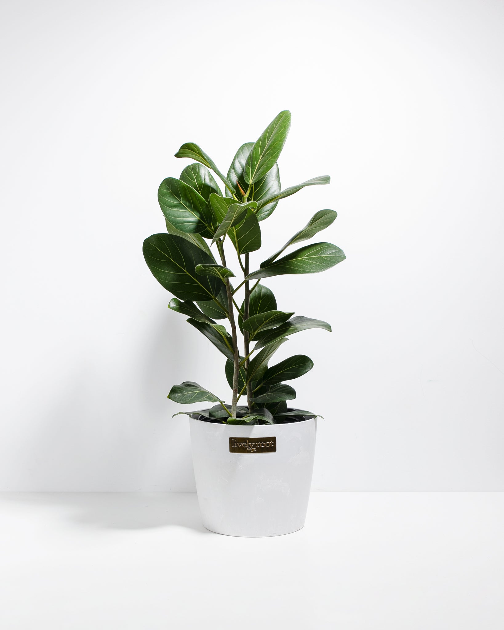 Ficus Audrey | Velvet Green Leaves | Lively Root