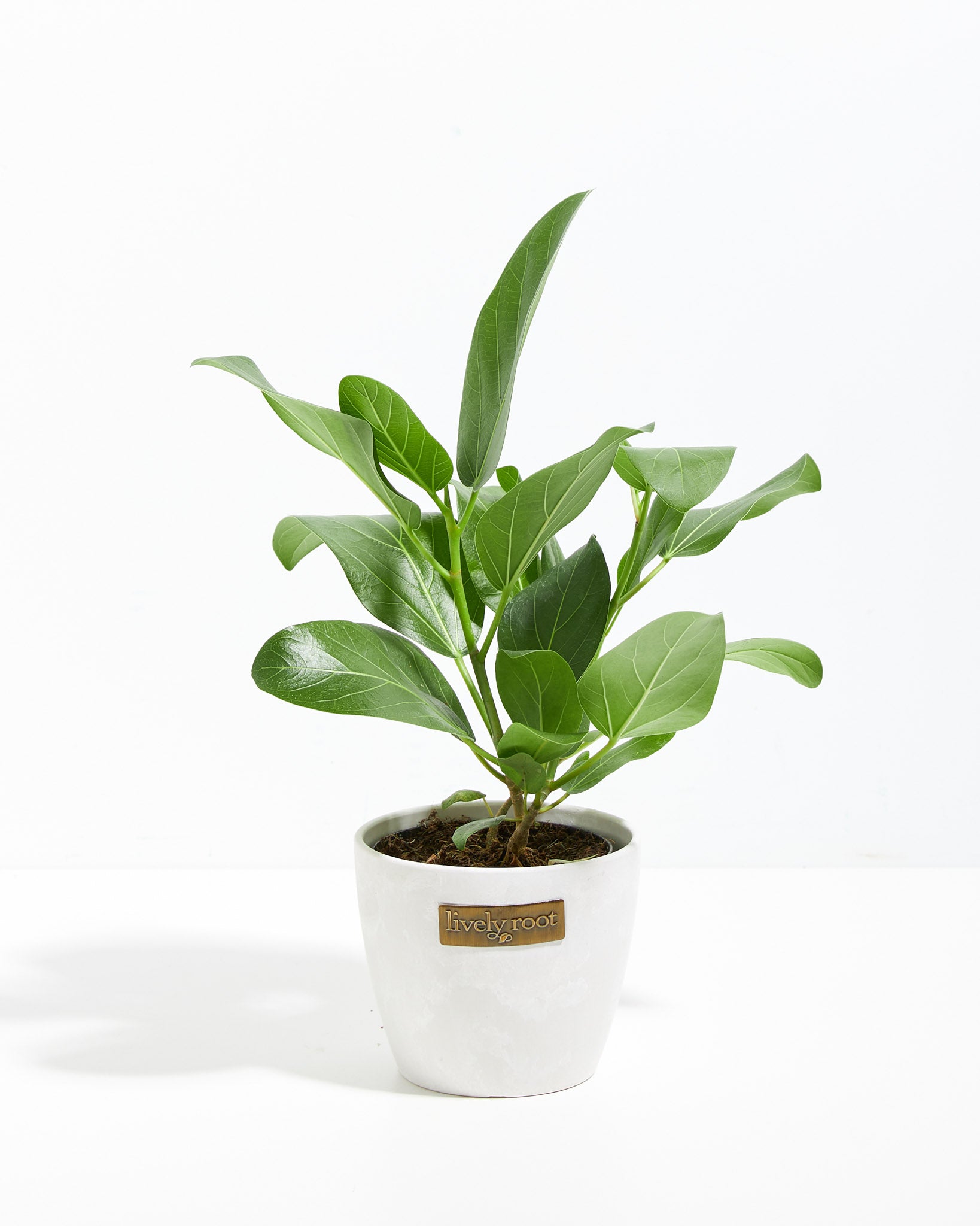 Ficus Audrey | Velvet Green Leaves | Lively Root