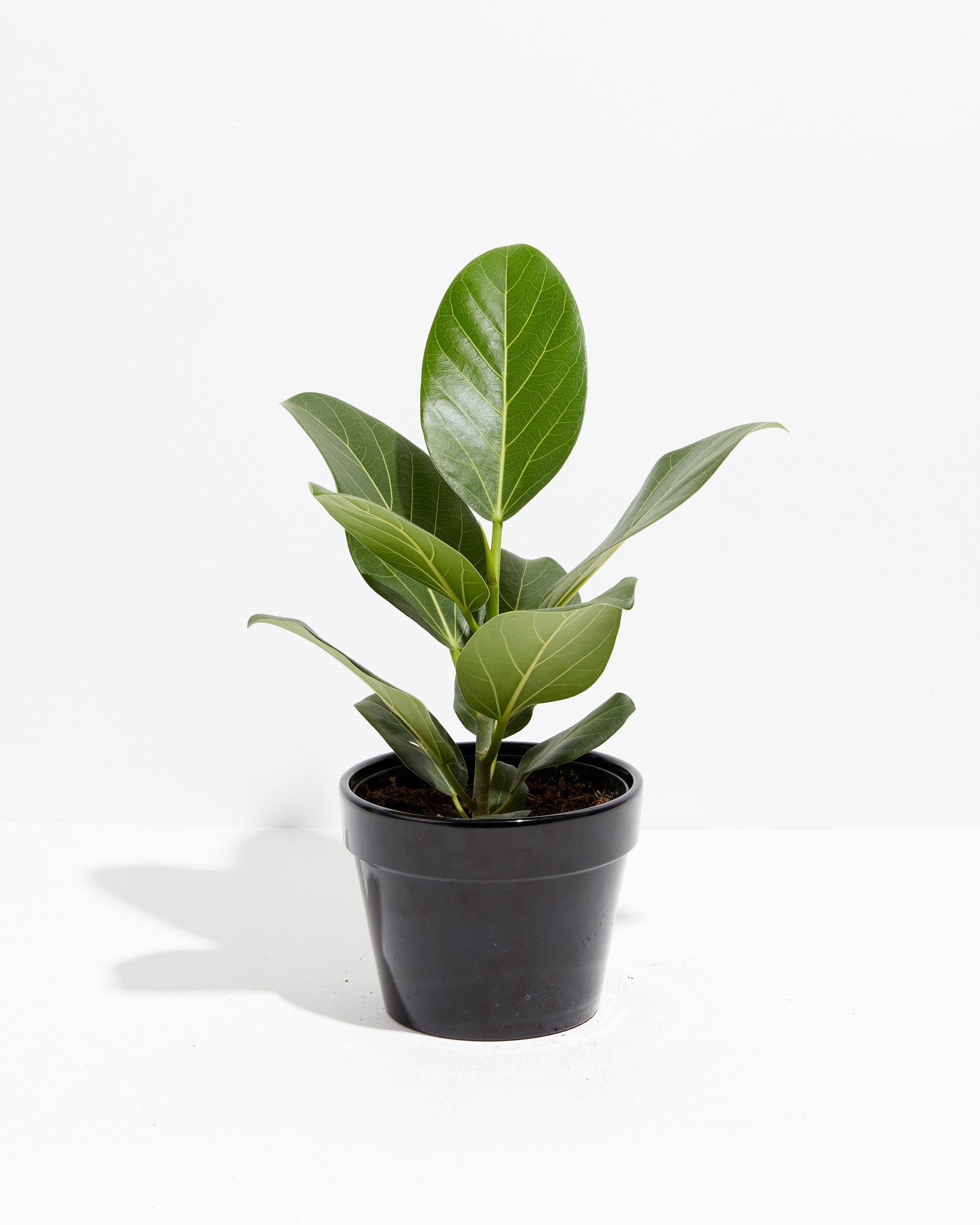 Ficus Audrey | Velvet Green Leaves | Lively Root