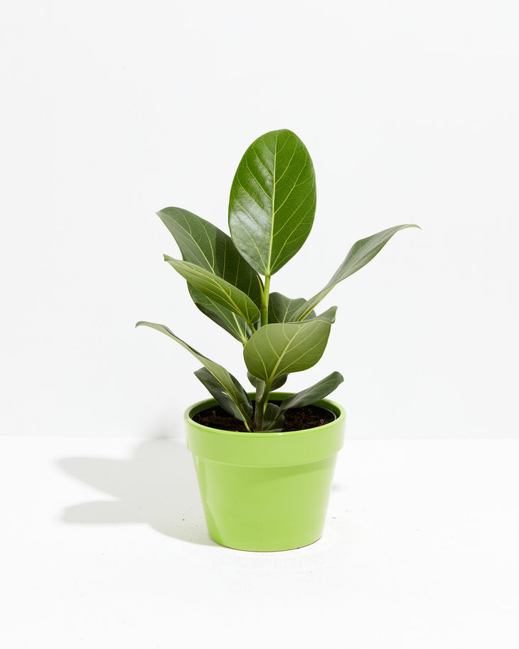 Ficus Audrey | Velvet Green Leaves | Lively Root