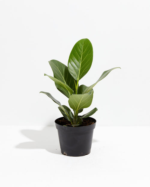 Ficus Audrey | Velvet Green Leaves | Lively Root