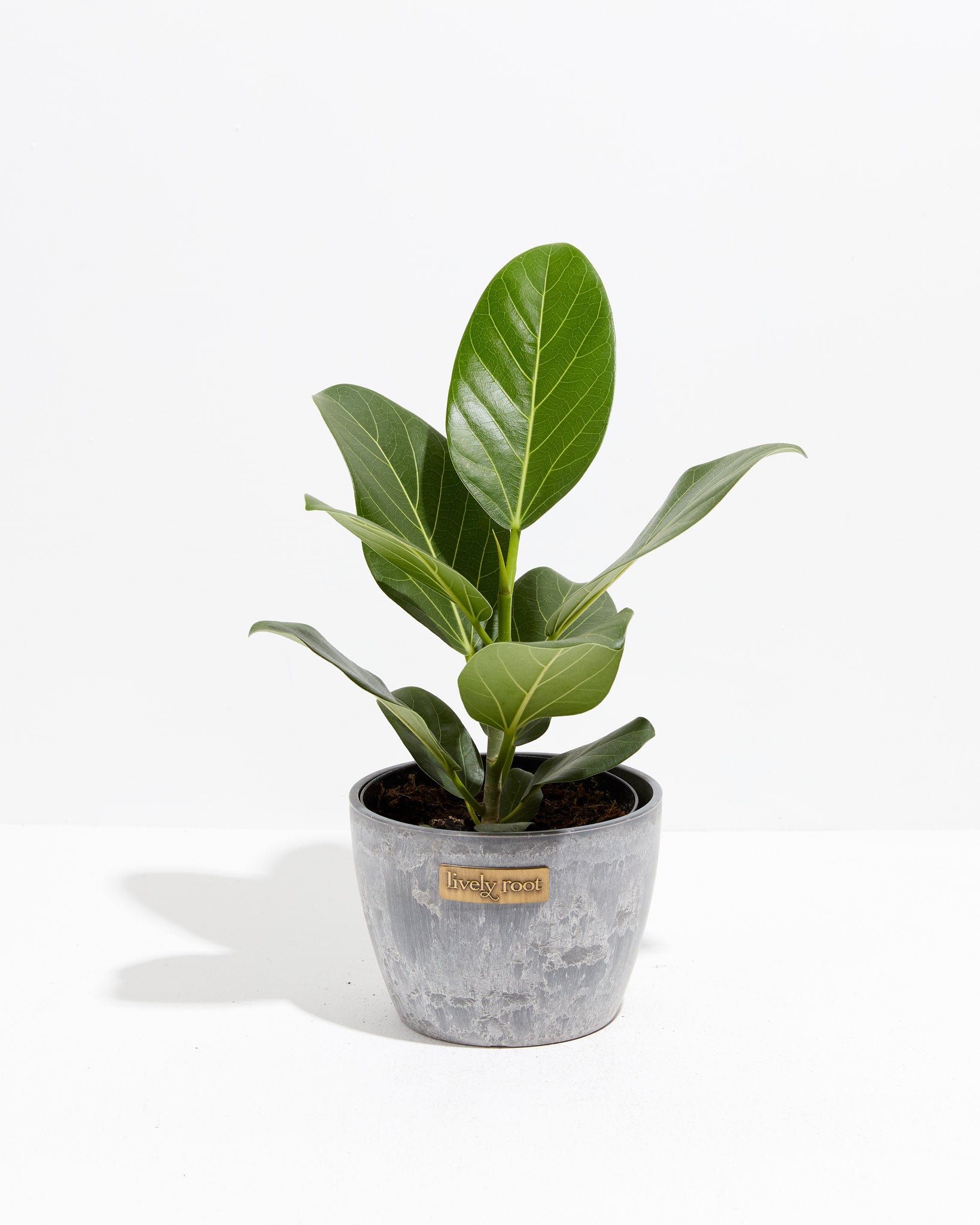 Ficus Audrey | Velvet Green Leaves | Lively Root