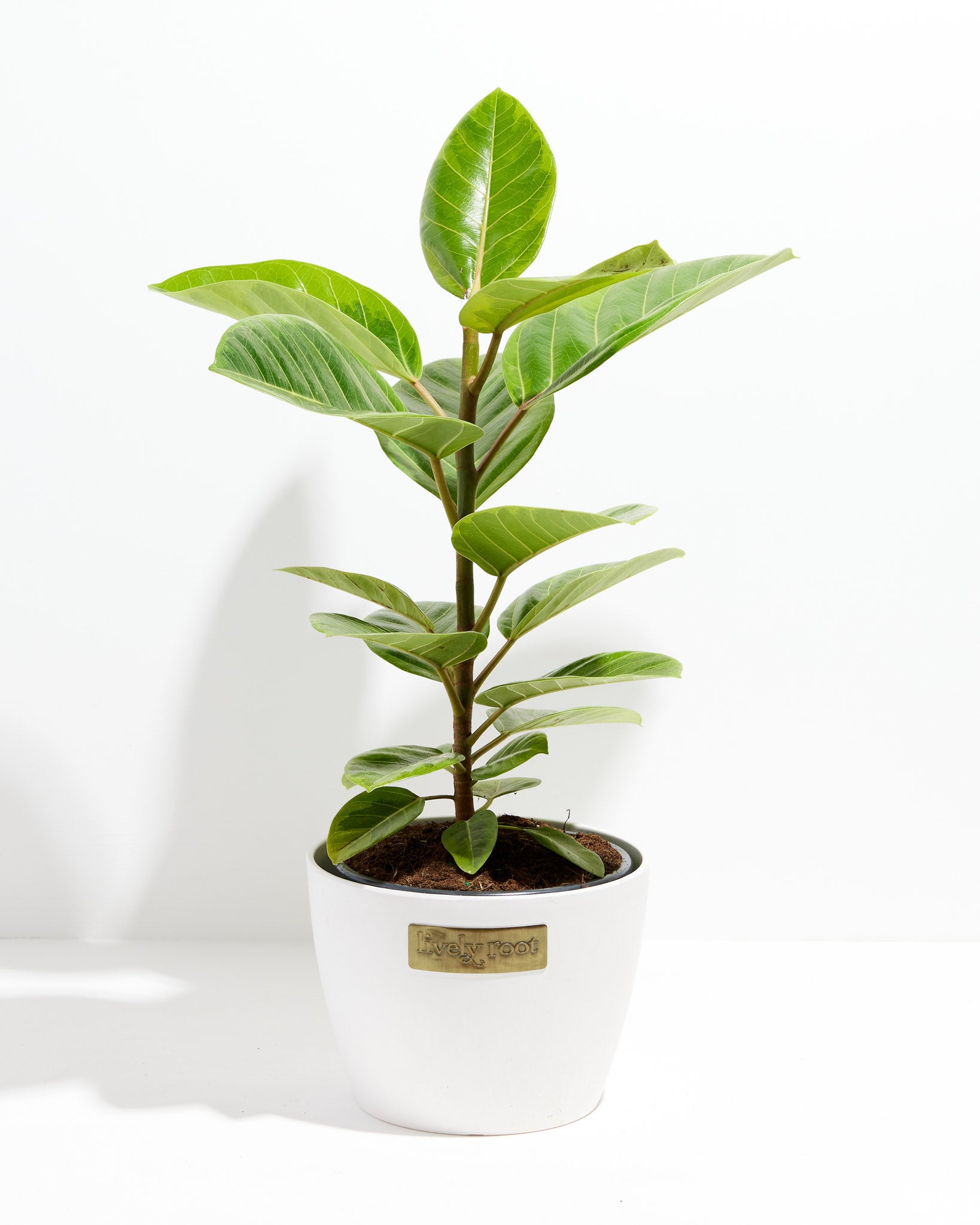 Ficus Audrey | Velvet Green Leaves | Lively Root