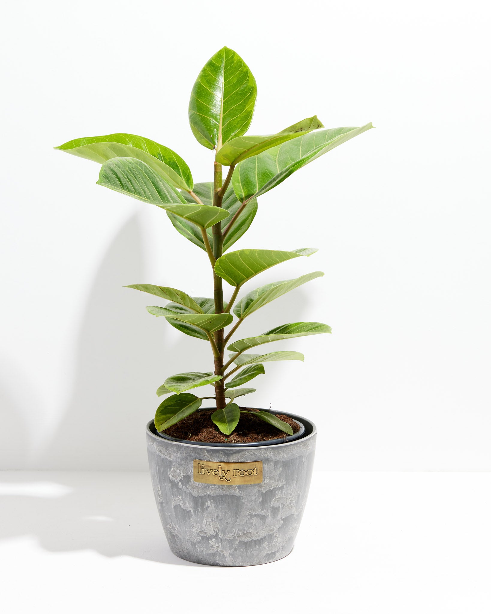 Ficus Audrey | Velvet Green Leaves | Lively Root