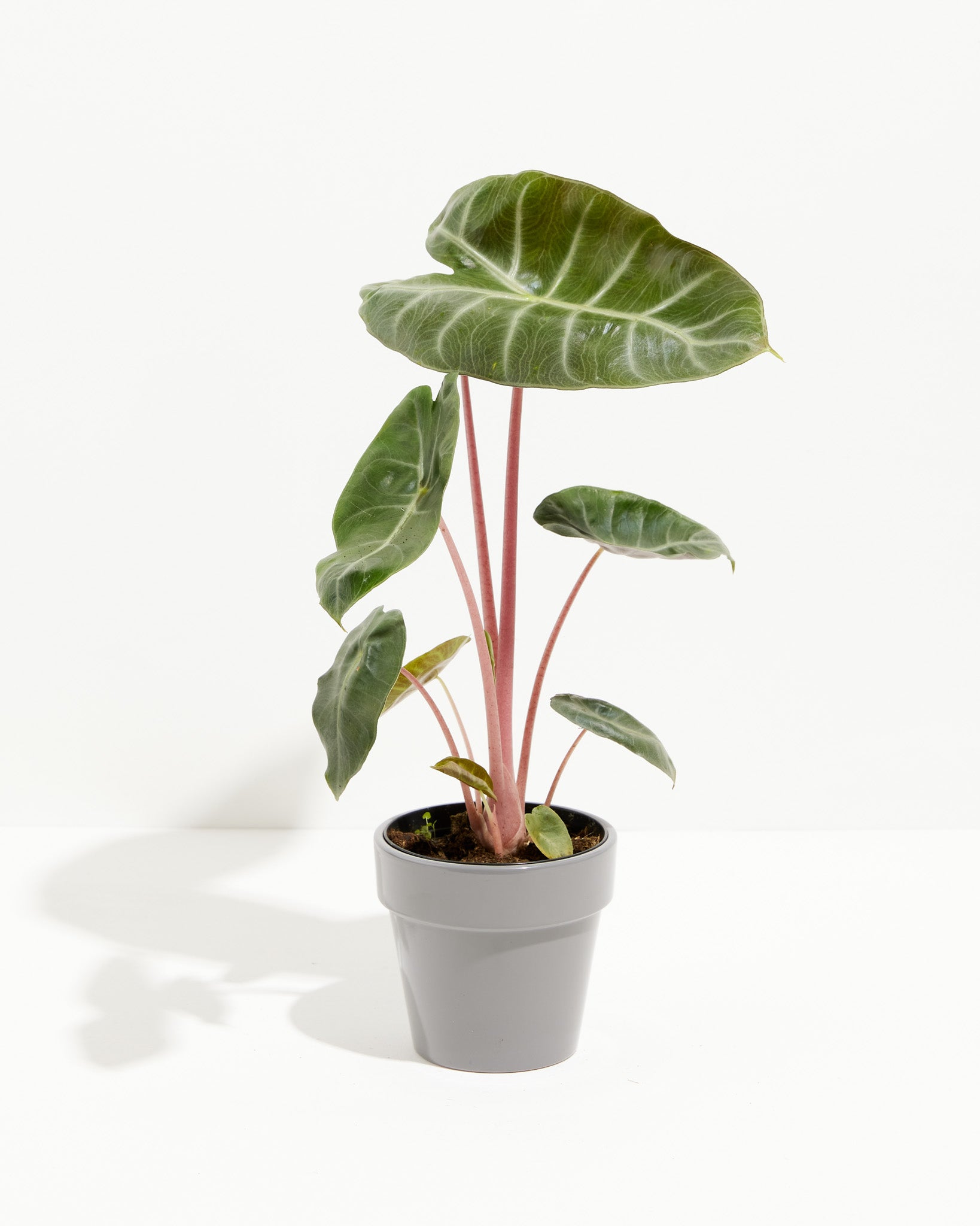 Pink Dragon Alocasia | Elephant Ear Plant | Lively Root
