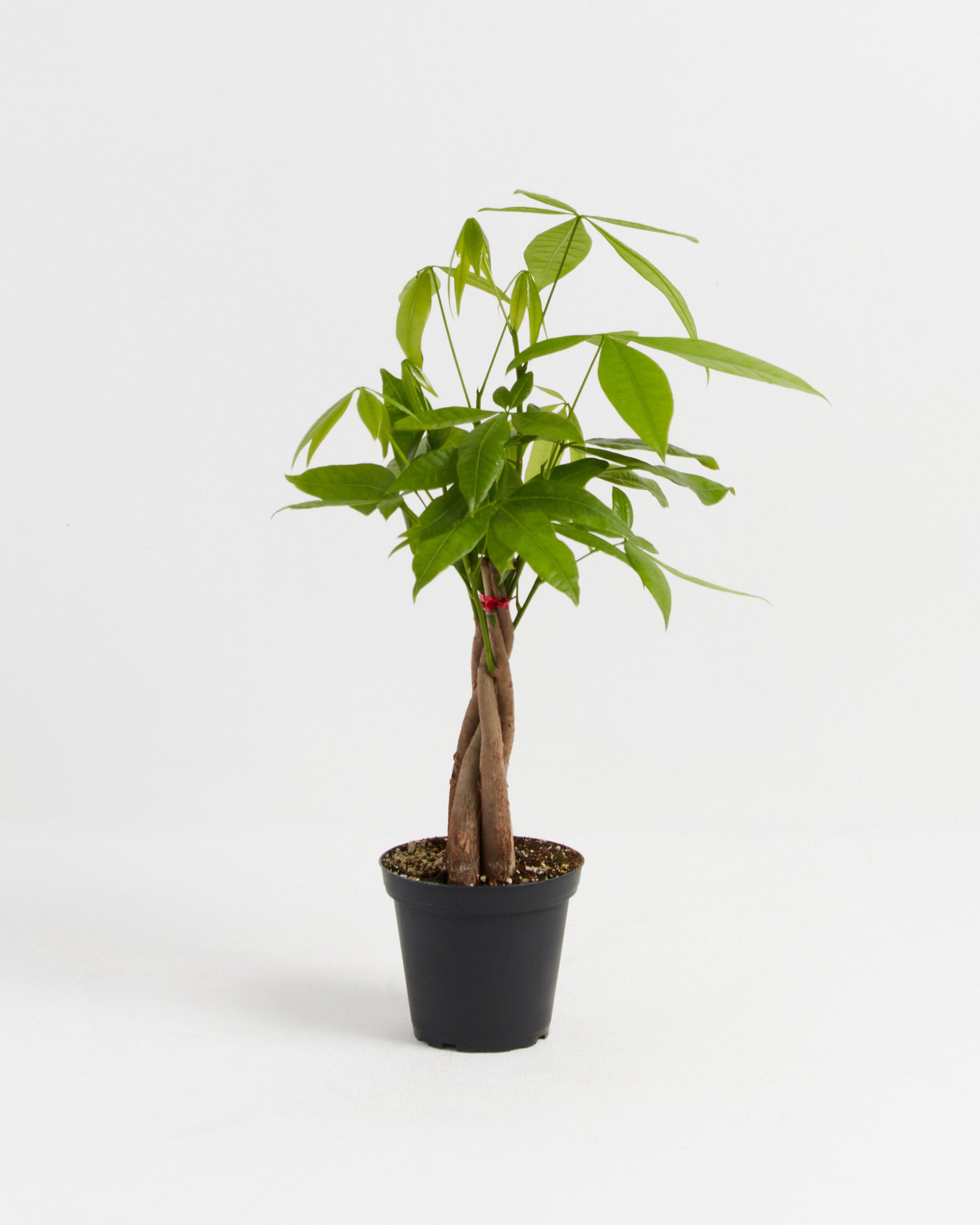 Money Tree for | Indoor Plants Lively Root