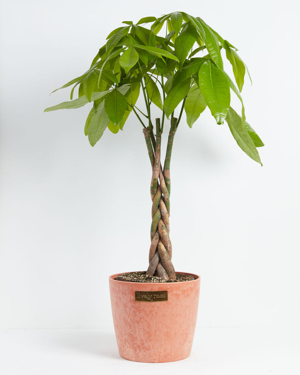 Money Tree for Delivery Tropical Indoor Plants Lively Root