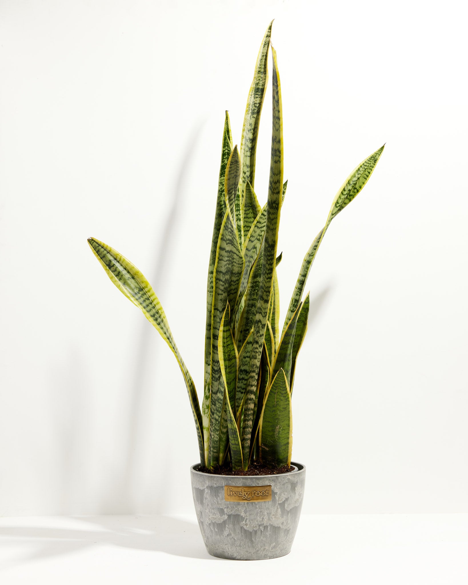 EDG - Sanseveria artificiale variegata