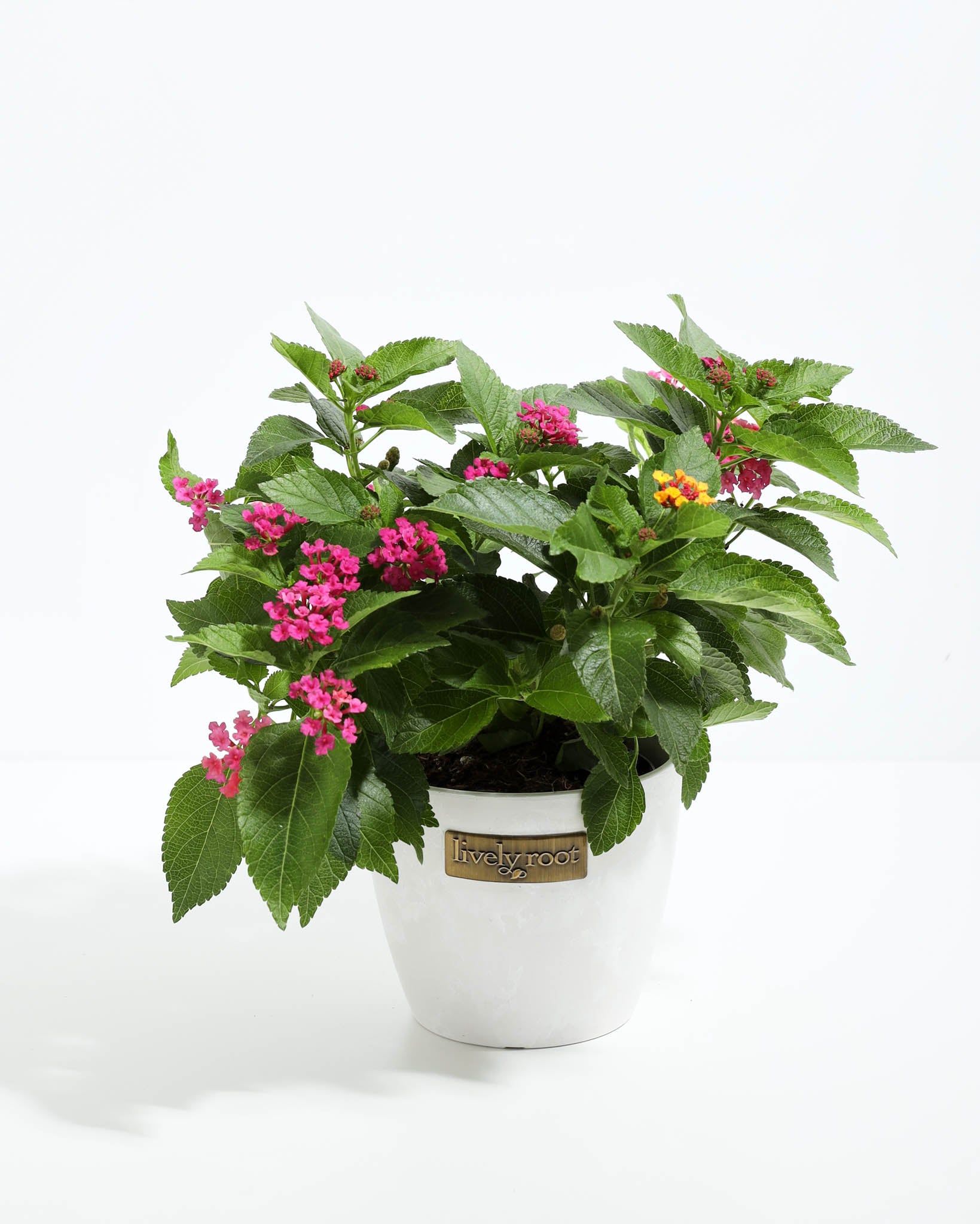 Bloomify Rose Lantana | Beautiful Bright Blooming Flower | Lively Root