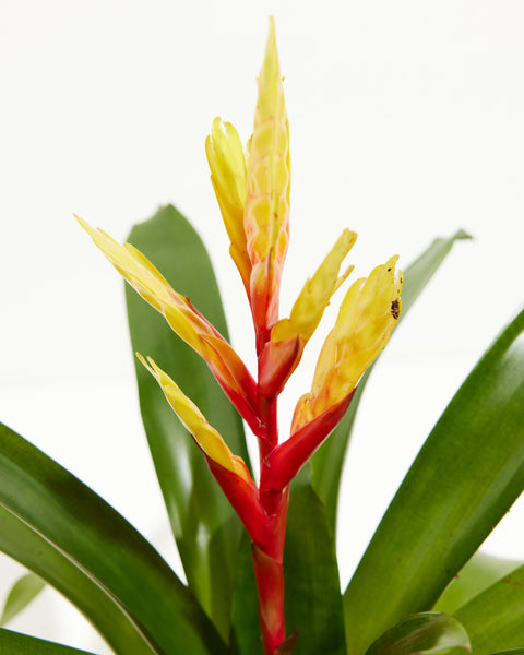 Bromeliad | Evita Red Indoor Yellow | Vriesea | Plants &