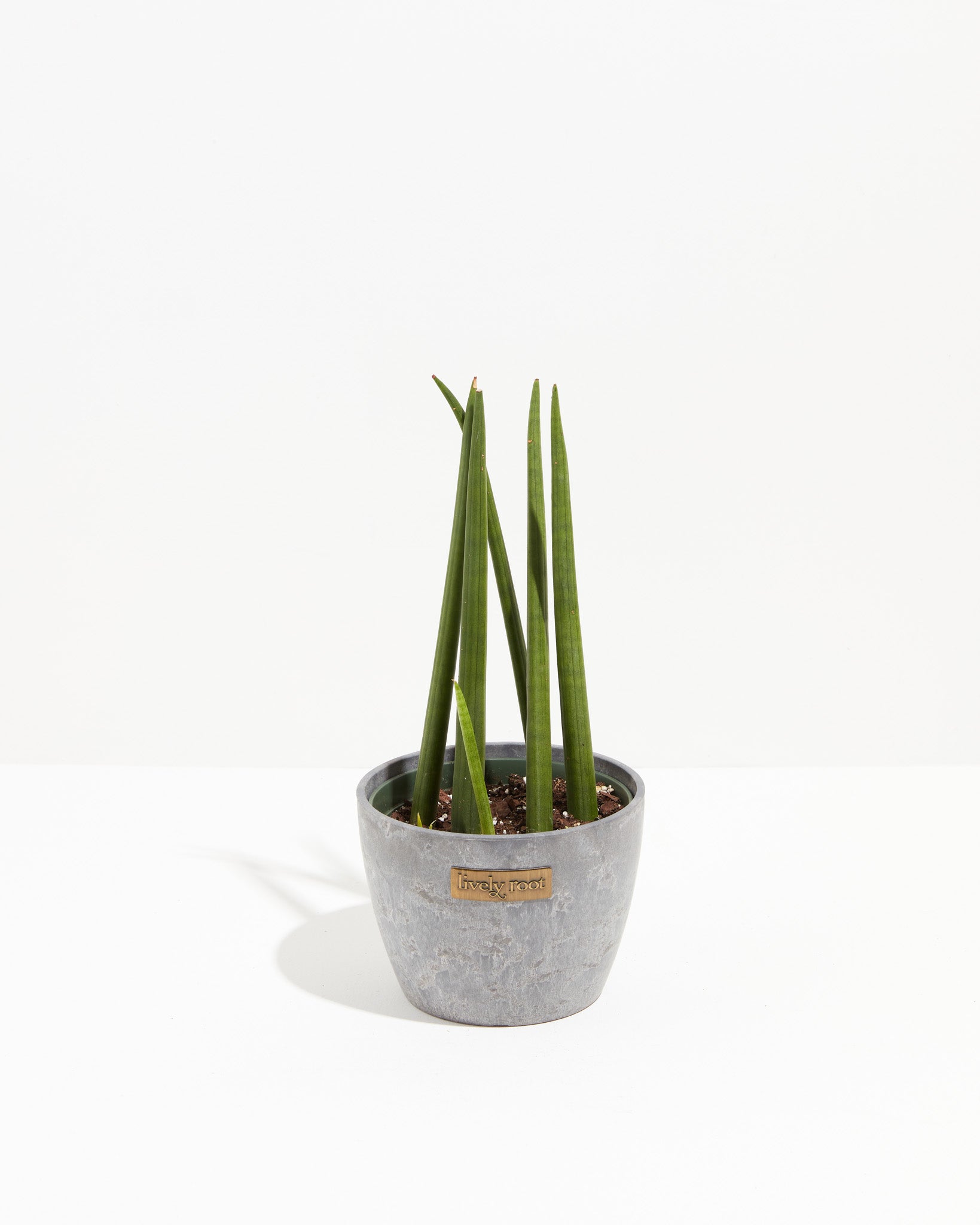 3F-SF - SANSEVERIA CYLINDRICA H CM 74 - ALTEZZA CM 74 Ø vaso cm 19